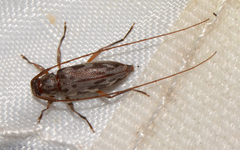 Lepturges symmetricus