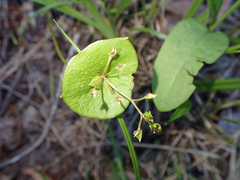 Claytonia perfoliata