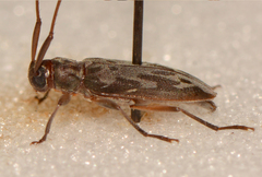 Lepturges symmetricus