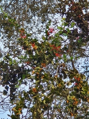 Tristerix corymbosus