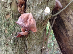 Auricularia auricula-judae