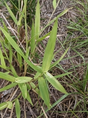Urochloa platyphylla