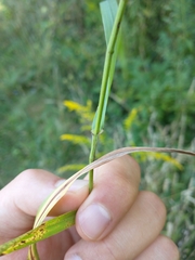 Bromus latiglumis