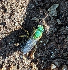 Agapostemon sericeus