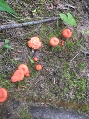 Cantharellus cinnabarinus