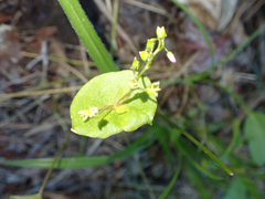 Claytonia perfoliata