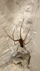 Steatoda grossa