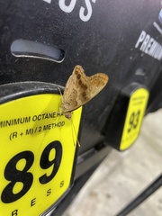 Nymphalidae