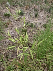 Urochloa platyphylla