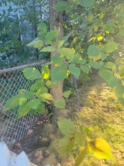Ulmus thomasii