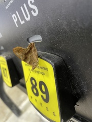 Nymphalidae
