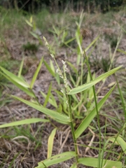 Urochloa platyphylla