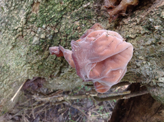 Auricularia auricula-judae