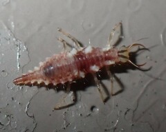 Chrysoperla rufilabris