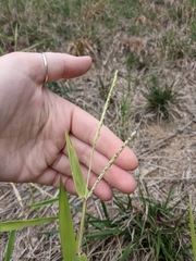 Urochloa platyphylla