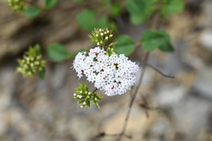 Stevia berlandieri
