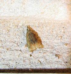 Platynota flavedana