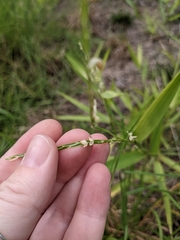 Urochloa platyphylla