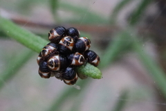 Carpocoris