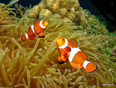 Amphiprion ocellaris