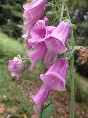 Digitalis purpurea