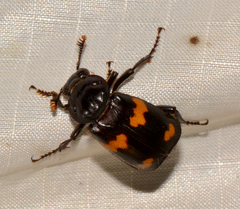 Nicrophorus orbicollis