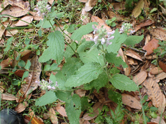 Stachys rigida