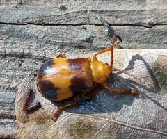 Monocesta coryli