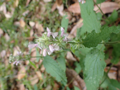 Stachys rigida