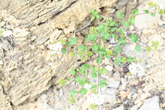 Stevia berlandieri