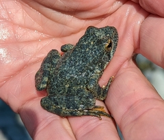 Rana boylii