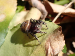 Phidippus clarus
