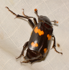 Nicrophorus orbicollis