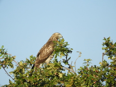 Buteo jamaicensis calurus