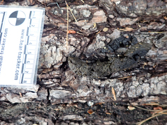 Urocyon cinereoargenteus