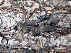 Urocyon cinereoargenteus