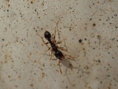 Tetramorium immigrans