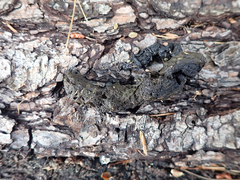 Urocyon cinereoargenteus