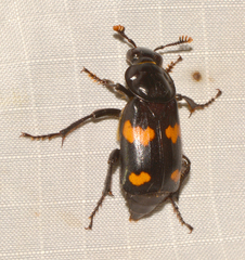 Nicrophorus orbicollis