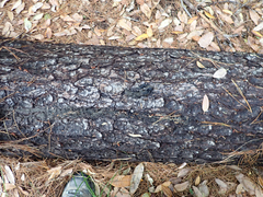 Urocyon cinereoargenteus