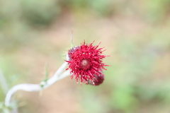 Cirsium pringlei