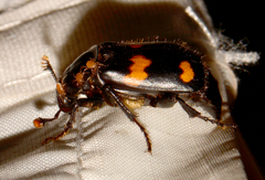 Nicrophorus orbicollis