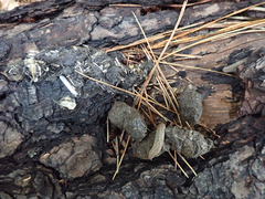 Urocyon cinereoargenteus