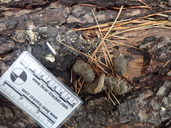 Urocyon cinereoargenteus