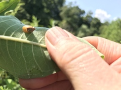 Oxyloma retusum