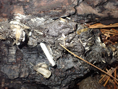 Urocyon cinereoargenteus