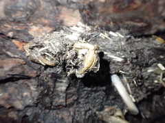 Urocyon cinereoargenteus