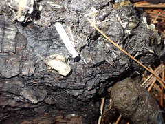 Urocyon cinereoargenteus