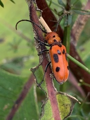 Tetraopes tetrophthalmus
