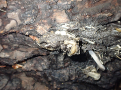 Urocyon cinereoargenteus